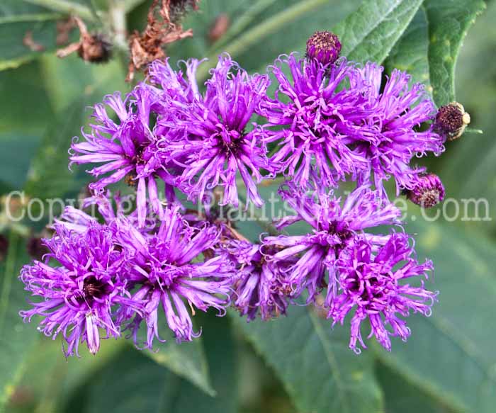 PGC-P-Vernonia-baldwini-aka-Ironweed-913d-1