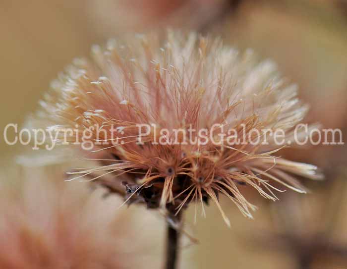 PGC-P-Vernonia-gigantea-aka-Tall-Ironweed-2