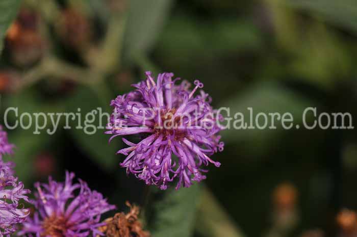 PGC-P-Vernonia-gigantea-aka-Tall-Ironweed-5