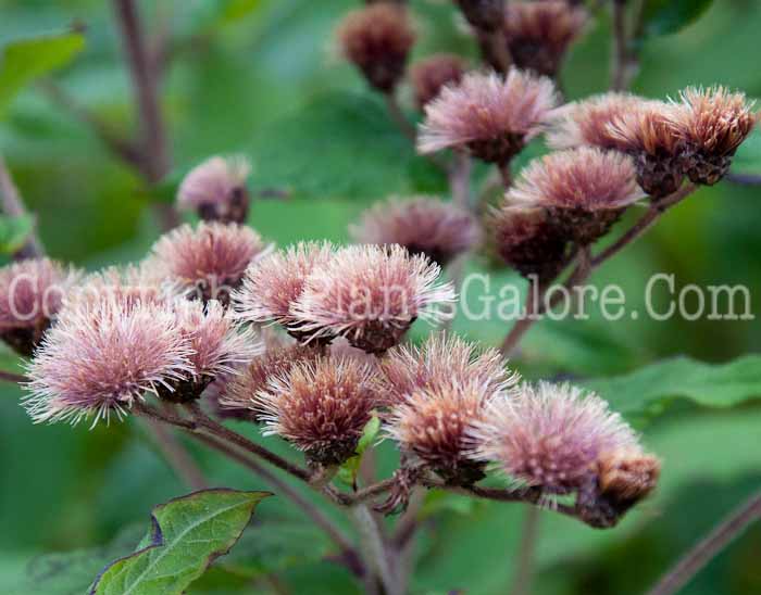 PGC-P-Vernonia-missurica-aka-Ironweed-1013f-1