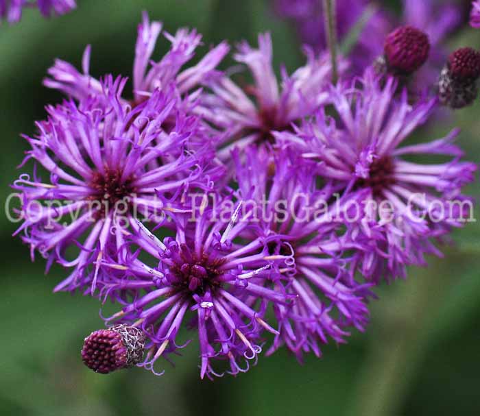 PGC-P-Vernonia-missurica-aka-Ironweed-813-2