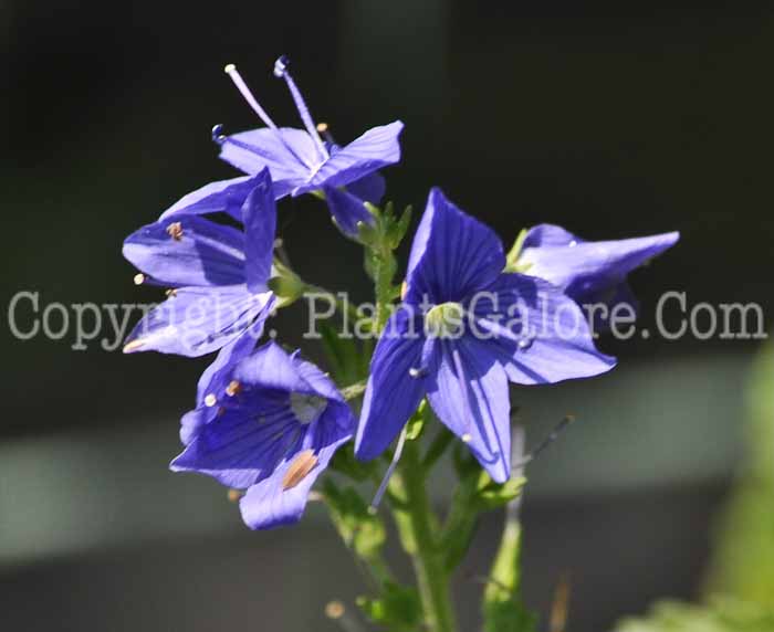 PGC-P-Veronica-austriaca-aka-Hungarian-Speedwell-1