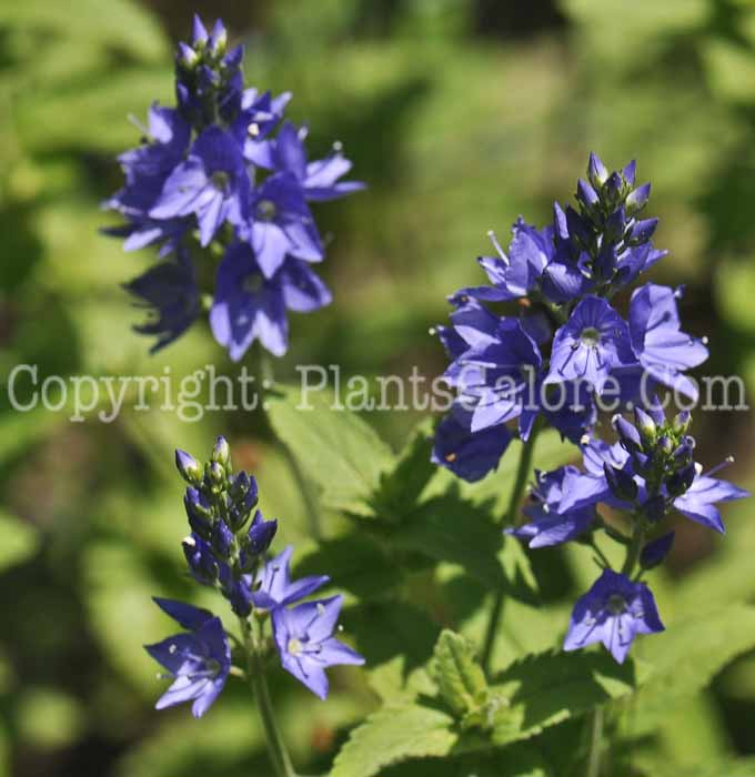 PGC-P-Veronica-austriaca-aka-Hungarian-Speedwell-2