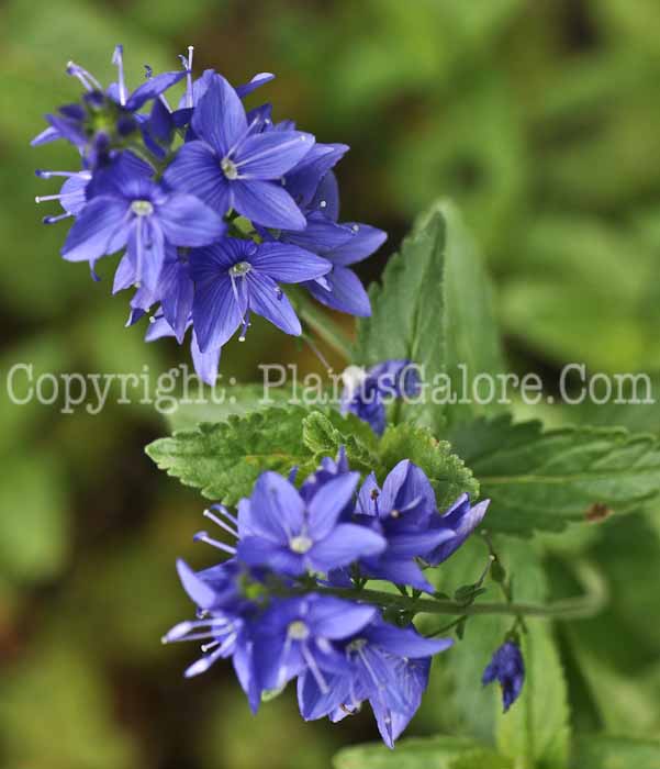 PGC-P-Veronica-austriaca-aka-Hungarian-Speedwell-5