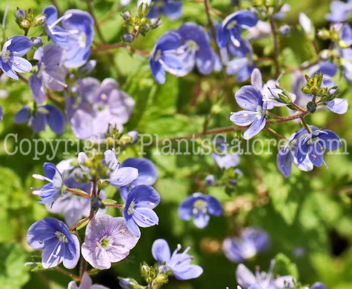 PGC-P-Veronica-chamaedrys-aka-Germander-Speedwell-1