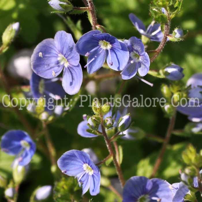 PGC-P-Veronica-chamaedrys-aka-Germander-Speedwell-2