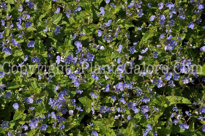 PGC-P-Veronica-chamaedrys-aka-Germander-Speedwell-3