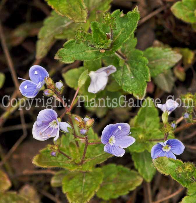 PGC-P-Veronica-chamaedrys-aka-Germander-Speedwell-5