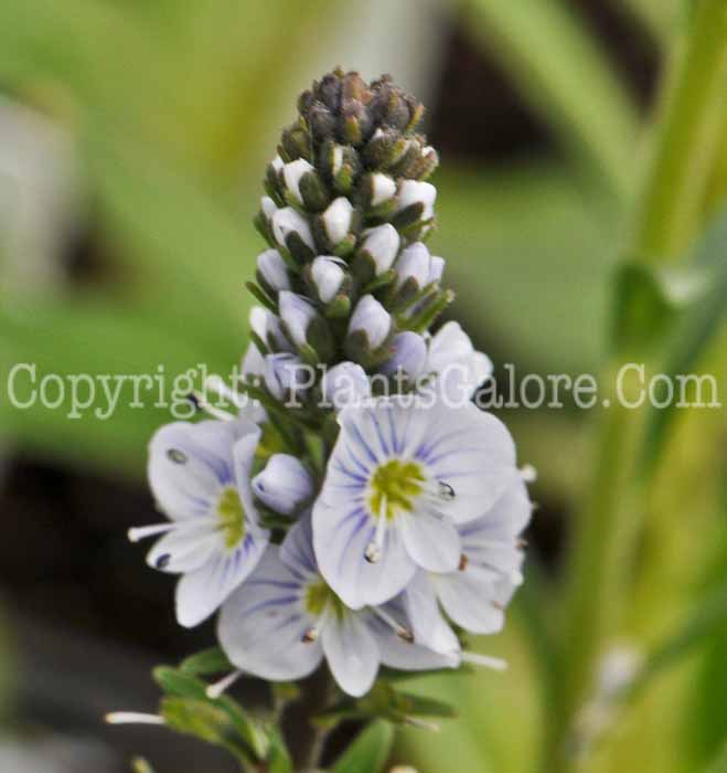 PGC-P-Veronica-gentianoides-aka-Gentian-Speedwell-1