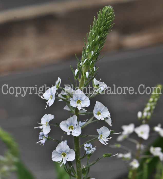 PGC-P-Veronica-gentianoides-aka-Gentian-Speedwell-2