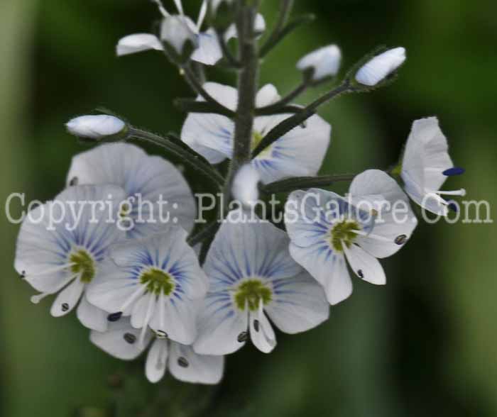 PGC-P-Veronica-gentianoides-aka-Gentian-Speedwell-3