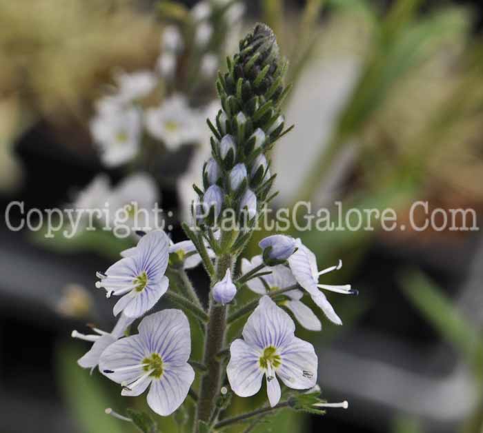 PGC-P-Veronica-gentianoides-aka-Gentian-Speedwell-4