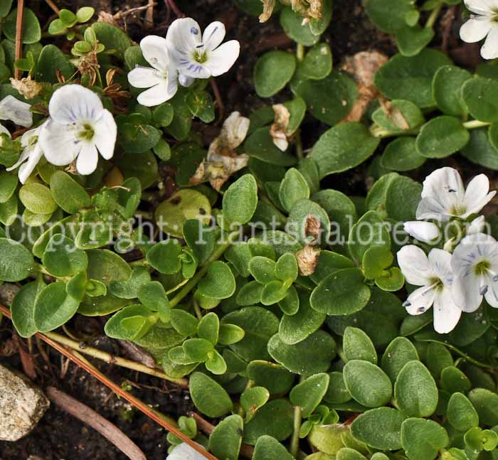 PGC-P-Veronica-repens-aka-Creeping-Speedwell-2