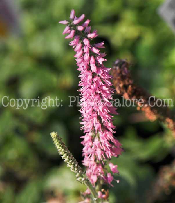 PGC-P-Veronica-spicata-Minuet-aka-Speedwell-1