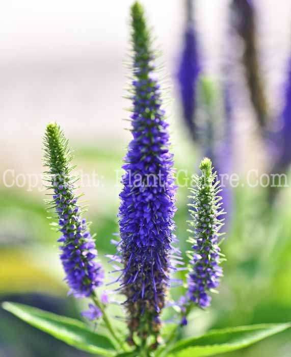 PGC-P-Veronica-spicata-Royal-Candles-1013s-1