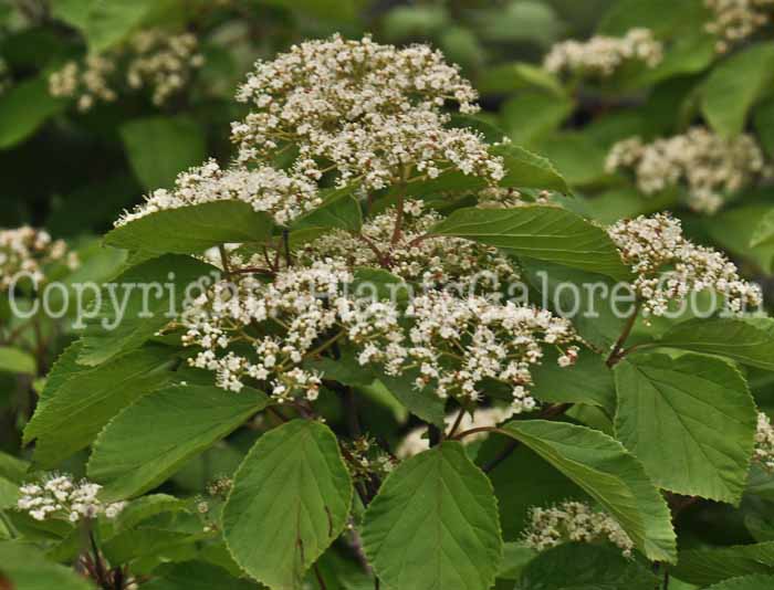 PGC-S-Viburnum-dilatum-Catskill-2011-Arrowhead-002