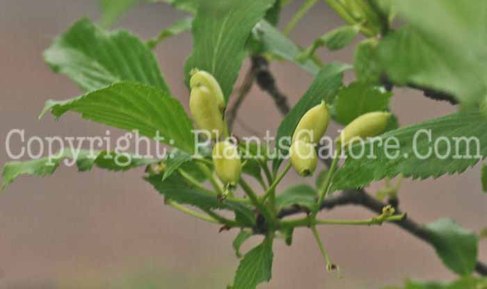 PGC-S-Viburnum-farreri-Candidissimum-2011-Arrowhead-002