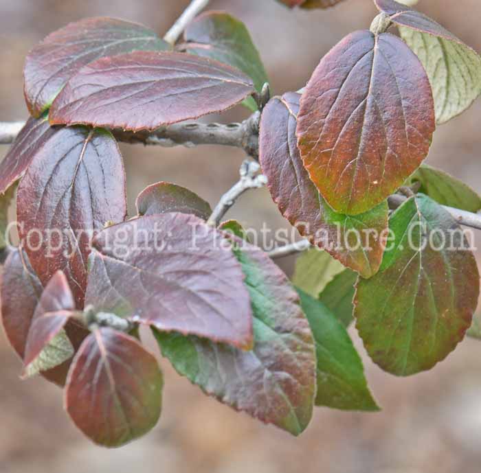 PGC-S-Viburnum-farreri-Judii-fragrant-vib-01