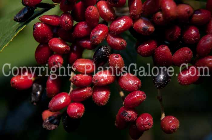 PGC-S-Viburnum-lantana-aka-Viburnum-913e-1
