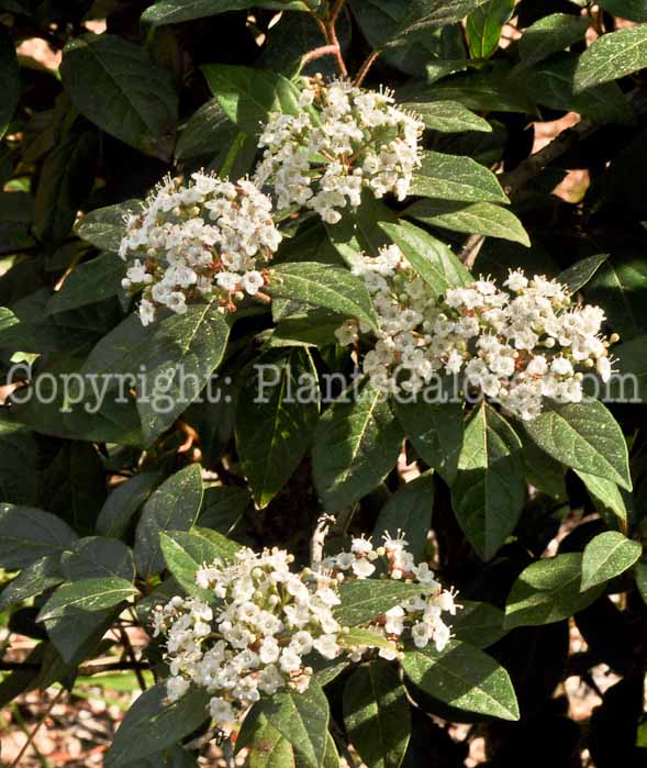 PGC-S-Viburnum-tinus-SC-02-2012-1