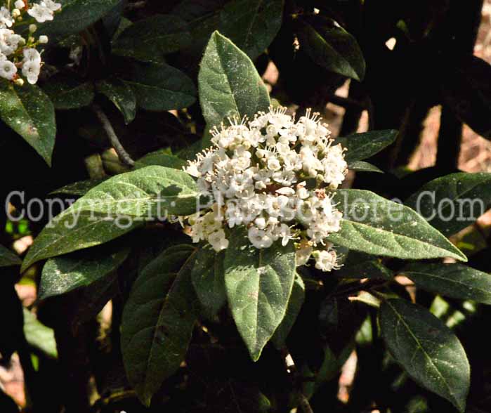 PGC-S-Viburnum-tinus-SC-02-2012-2