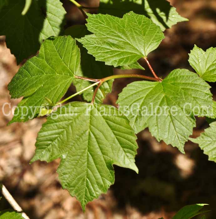 PGC-S-Viburnum-trilobum-Amer-Cranberrybush-2010-2