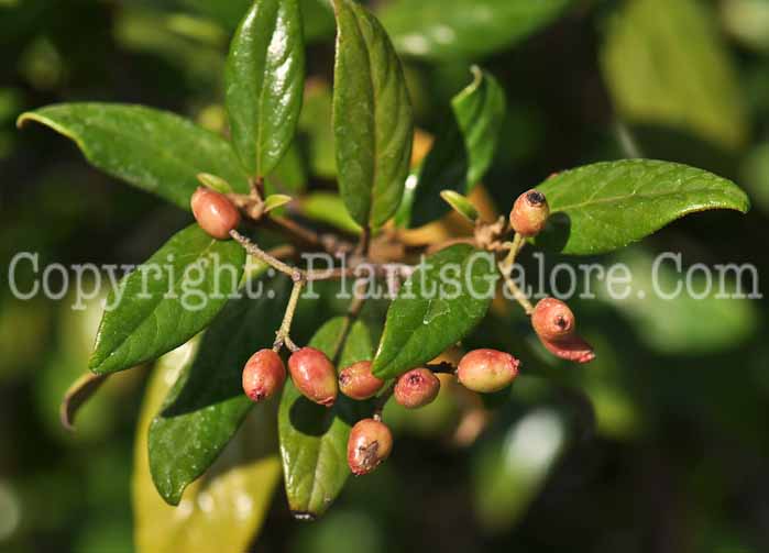 PGC-S-Viburnum-utile-2012 (2 of 3)