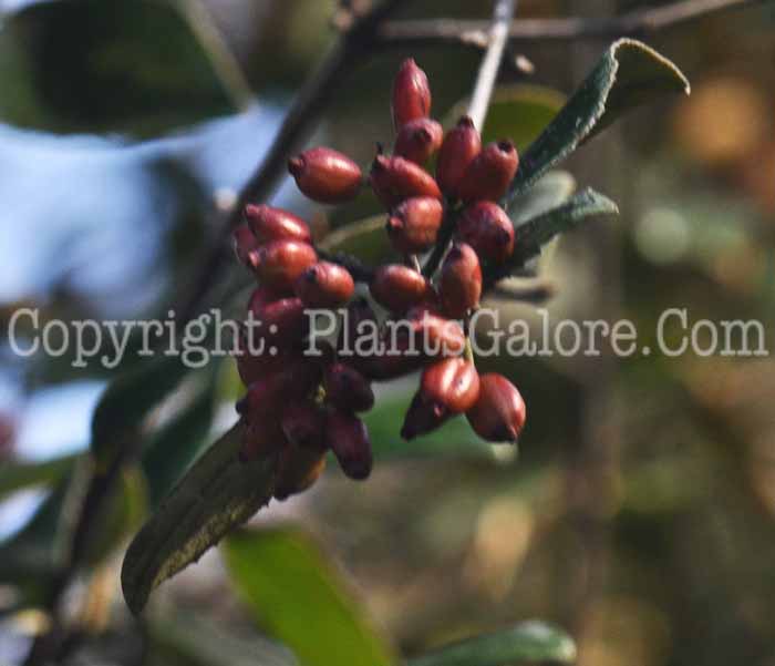 PGC-S-Viburnum-x-burkwoodi-Chenaulti-2010-02