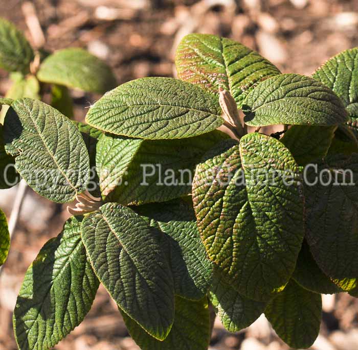PGC-S-Viburnum-x-rhytidophylloides-Alleghany-2010-01