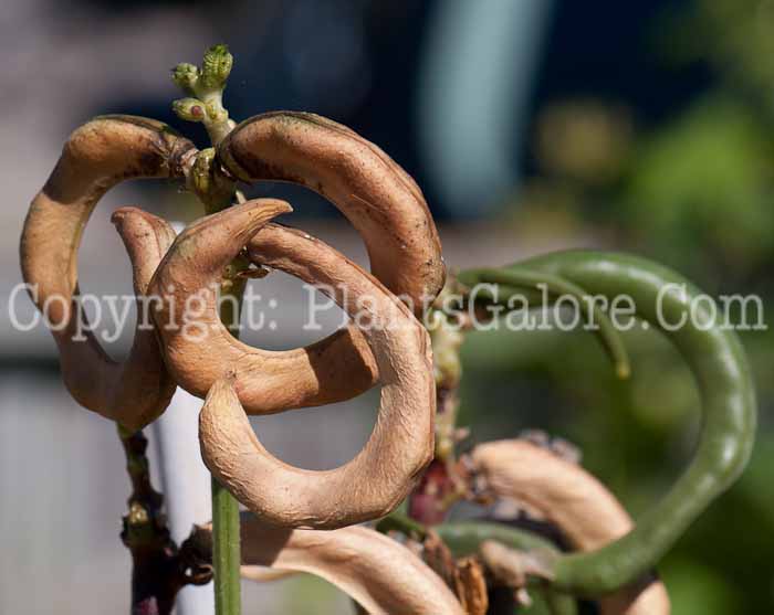 PGC-V-Vigna-unguiclata-aka-Pretzel-Bean-1