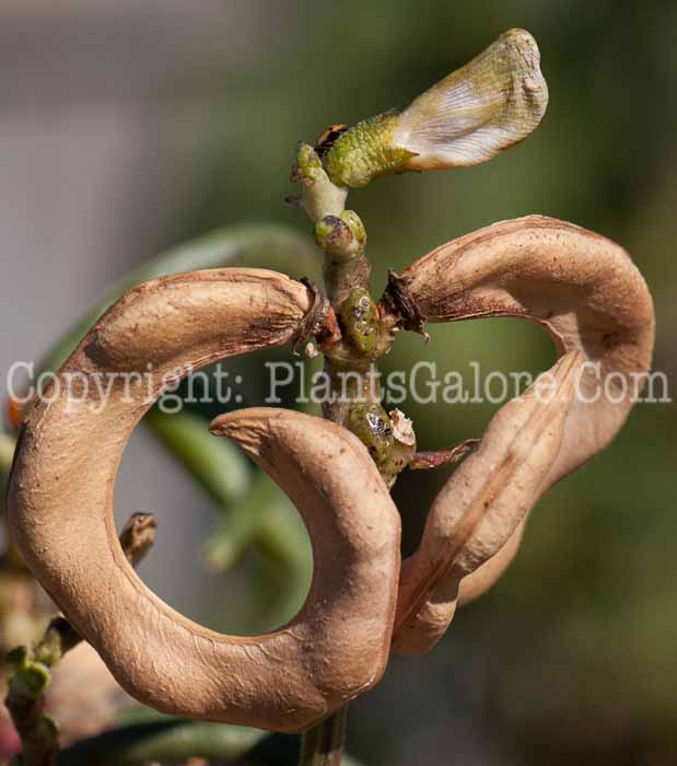 PGC-V-Vigna-unguiclata-aka-Pretzel-Bean-2
