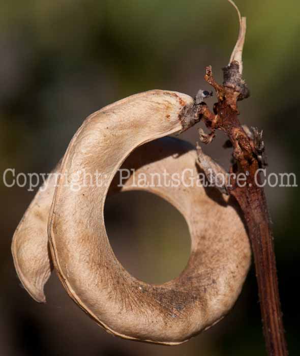 PGC-V-Vigna-unguiclata-aka-Pretzel-Bean-3