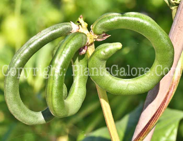 PGC-V-Vigna-unguiclata-aka-Pretzel-Bean-4