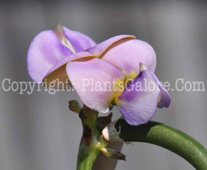 PGC-V-Vigna-unguiclata-aka-Pretzel-Bean-5