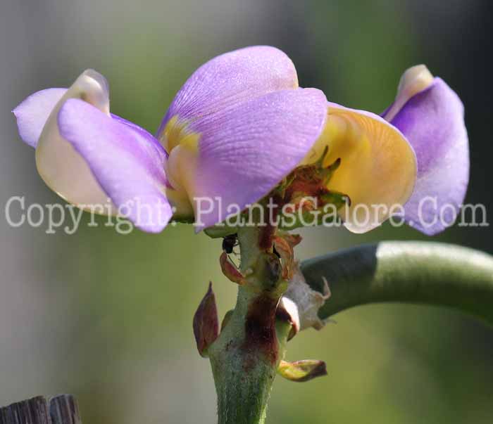 PGC-V-Vigna-unguiclata-aka-Pretzel-Bean-6