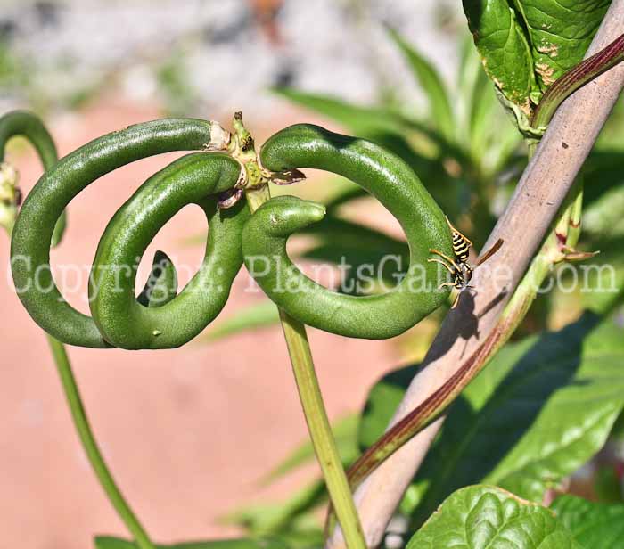 PGC-V-Vigna-unguiclata-aka-Pretzel-Bean-7
