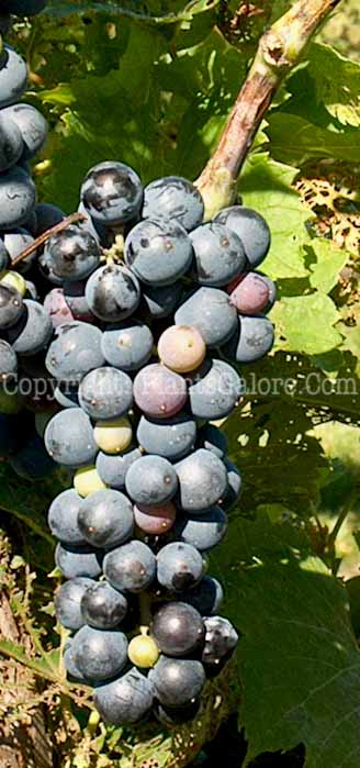 PGC-V-Vitis-vinifera-aka-Grapes-8
