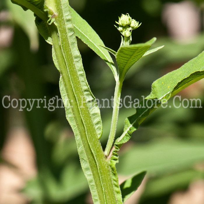 PGC-P-Verbesina-alternifolia-aka-Golden-Honey-Plant-0913-3