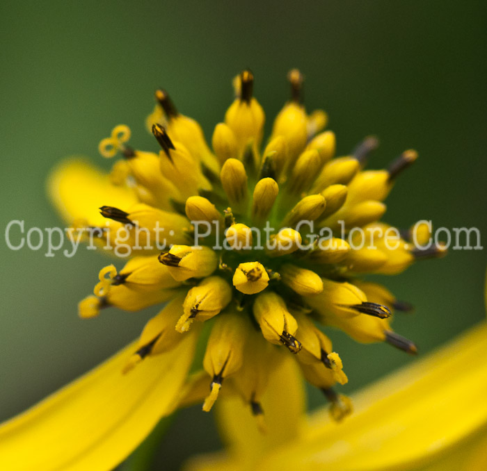 PGC-P-Verbesina-alternifolia-aka-Golden-Honey-Plant-1013s-1