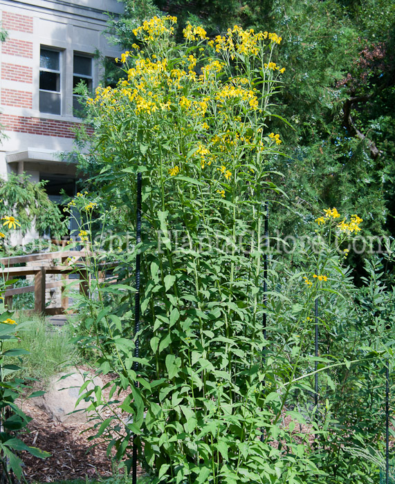 PGC-P-Verbsina-alternifolia-aka-Golden-Honey-Plant-913d-1