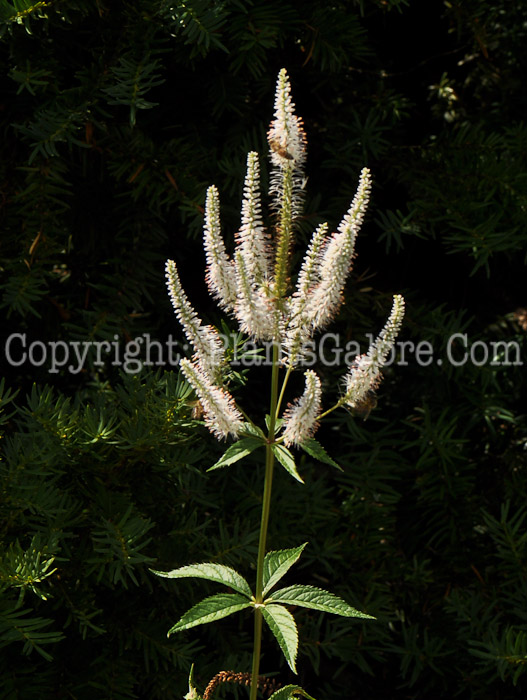 PGC-P-Veronicastrum-virginicum-Alba-aka-Culvers-Root-1