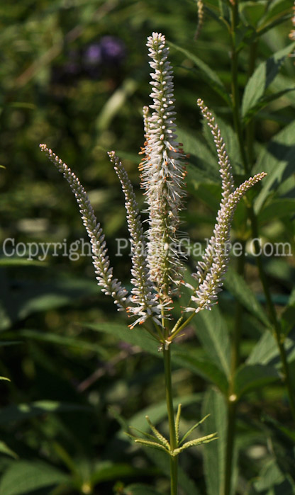 PGC-P-Veronicastrum-virginicum-Alba-aka-Culvers-Root-2