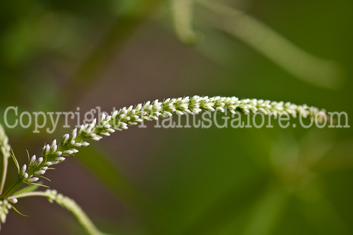 PGC-P-Veronicastrum-virginicum-aka-Culvers-Physic-0614b-1
