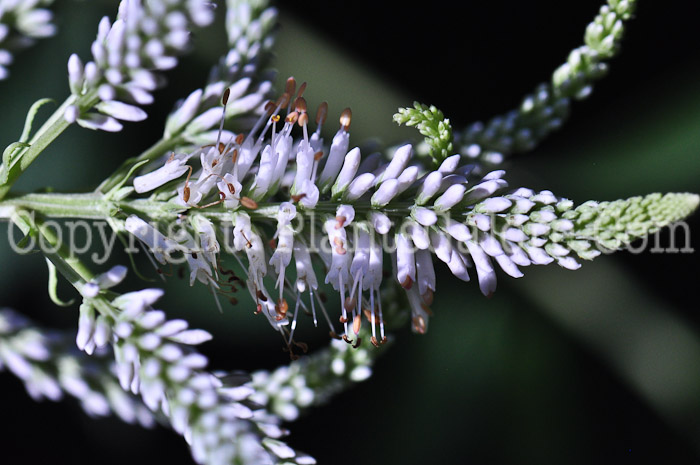 PGC-P-Veronicastrum-virginicum-aka-Culvers-Physic-713-2