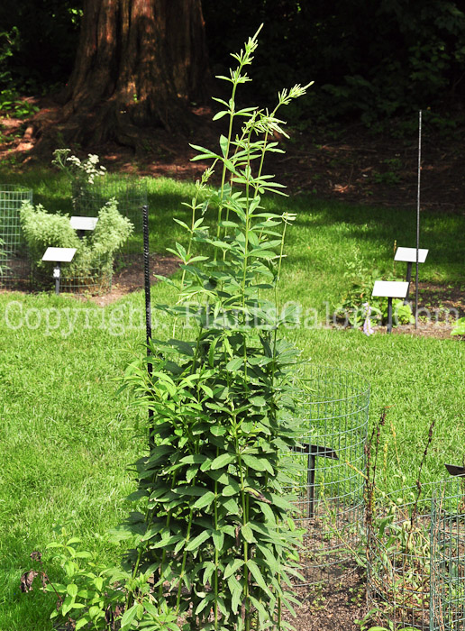 PGC-P-Veronicastrum-virginicum-aka-Culvers-Physic-813-1