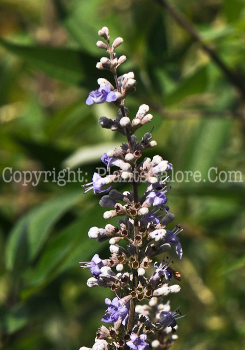 PGC-S-Vitex-agnus-castus-aka-Chastetree-2