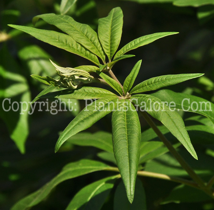 PGC-S-Vitex-agnus-castus-aka-Chastetree-5