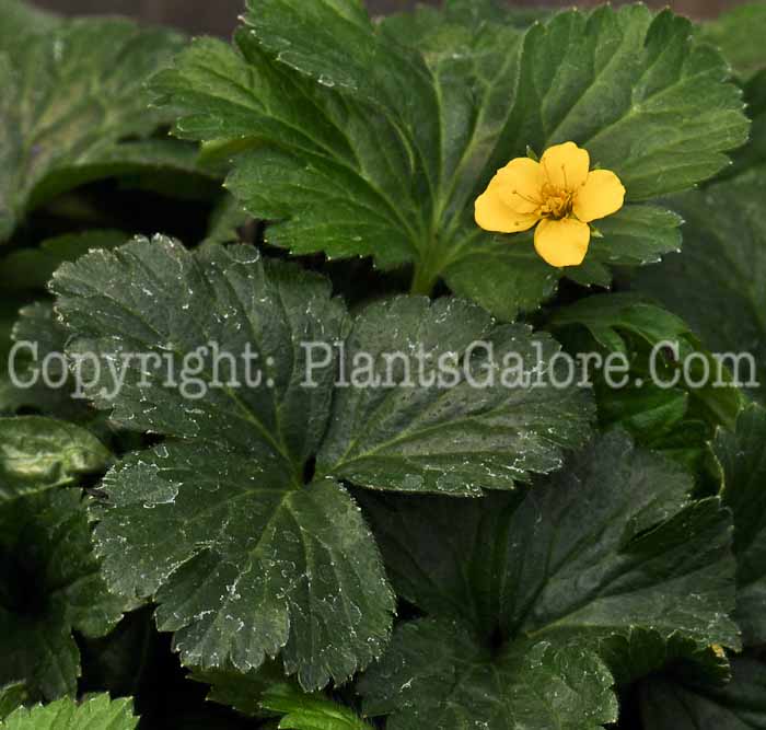 PGC-P-Waldsteinia-ternata-aka-Barren-Strawberry-2