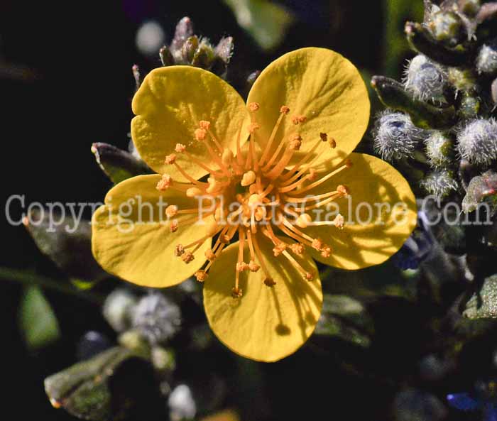PGC-P-Waldsteinia-ternata-aka-Barren-Strawberry-3
