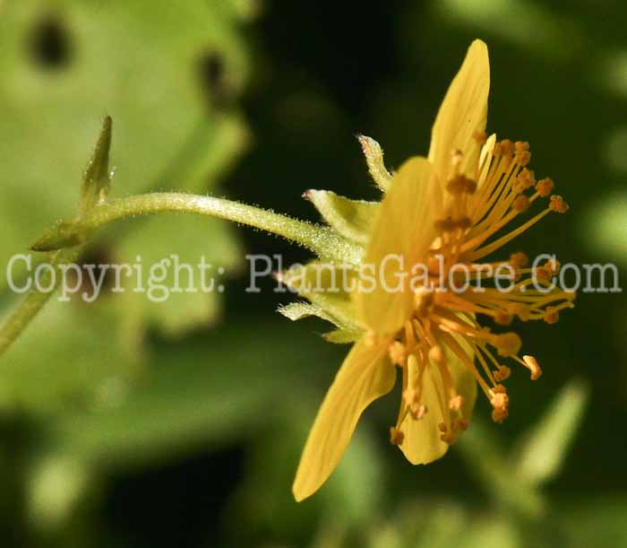 PGC-P-Waldsteinia-ternata-aka-Barren-Strawberry-4